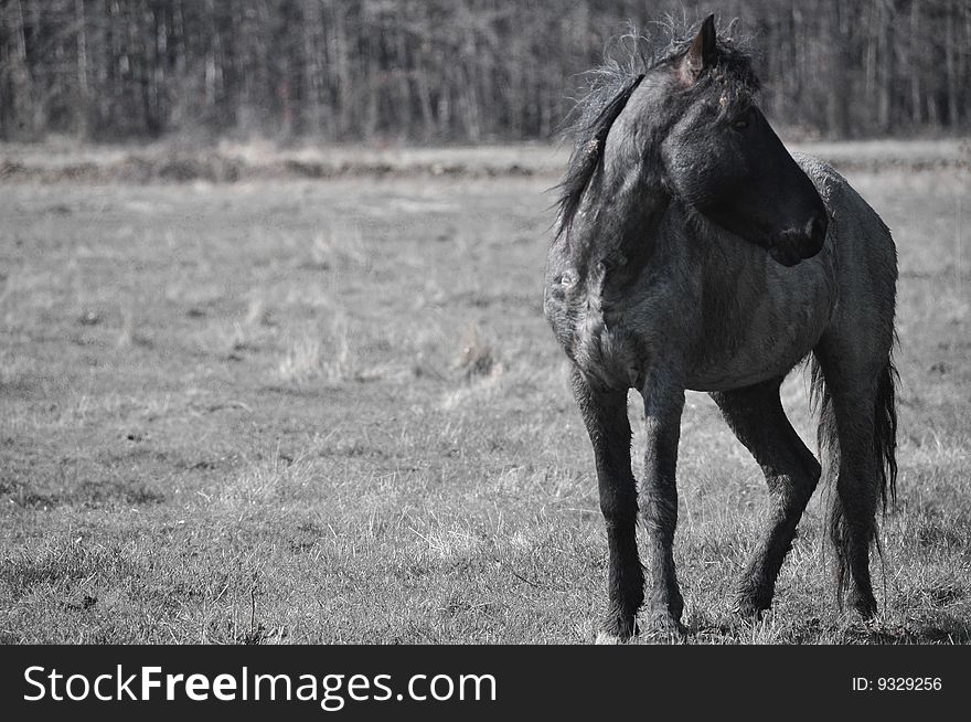 The black horse on a pasture
