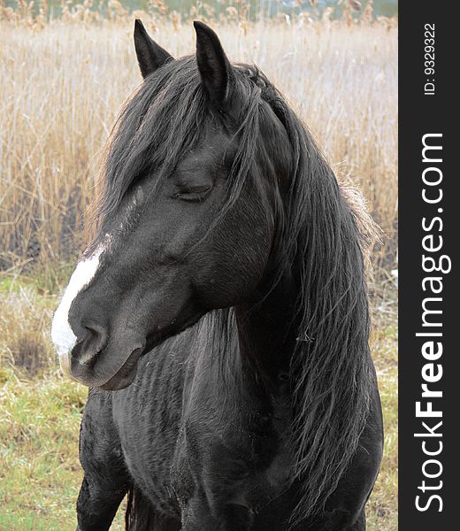 Portrait of one beautiful horse with closed eyes. Portrait of one beautiful horse with closed eyes