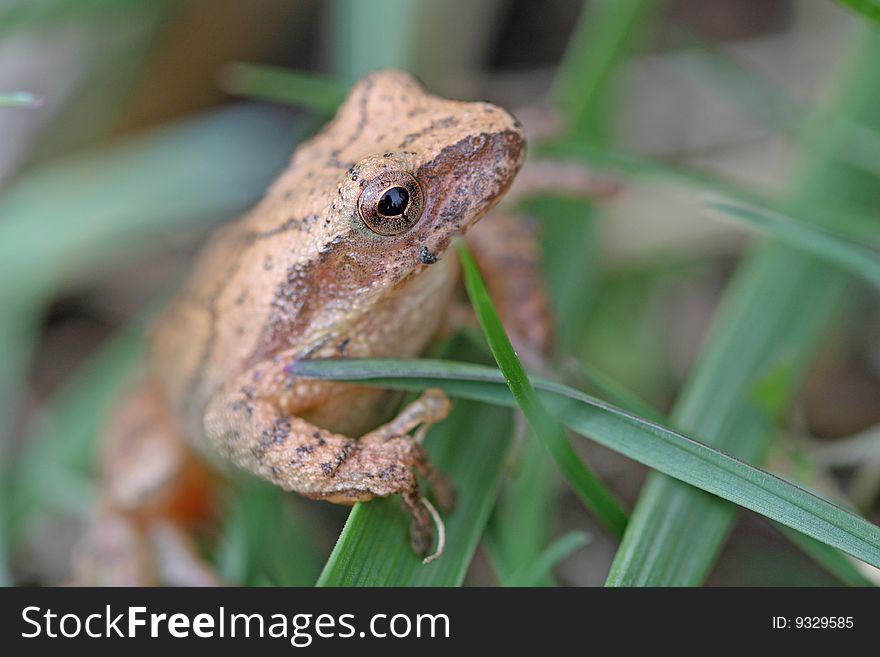 Mountain Chorus Frog peering through grass blades