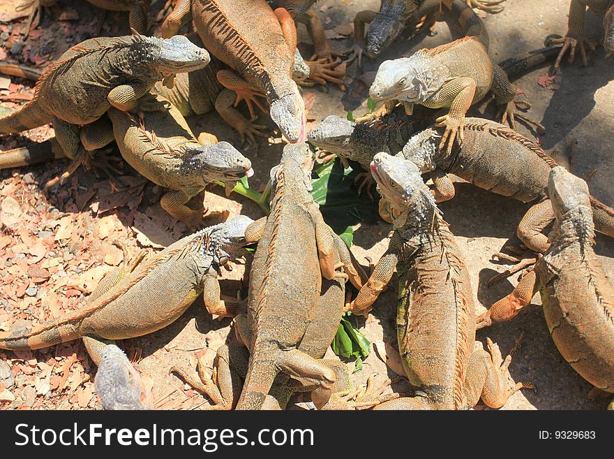 Group of lizards eating lettuce