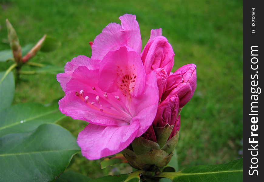 Flower Rhododendron.