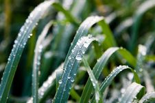 Leaves Wet With Dew Royalty Free Stock Images Leaves Wet With Dew Royalty Free Stock Images