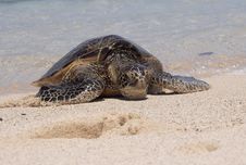 Hawaiian Green Sea Turtle Stock Photos Hawaiian Green Sea Turtle Stock Photos