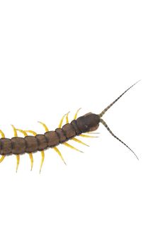 Centipede - Across Stock Photography