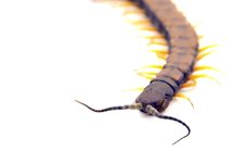 Isolated Centipede - Close Stock Photography