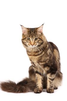 Maine-coon Cat Stock Images Maine-coon Cat Stock Images