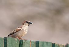 House Sparrow Royalty Free Stock Image
