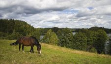 Grazing Horse Royalty Free Stock Image Grazing Horse Royalty Free Stock Image