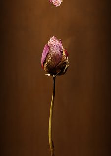 Dry Rose Royalty Free Stock Image Dry Rose Royalty Free Stock Image