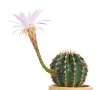 Close-up Blossoming Cactus With White Flower Stock Images