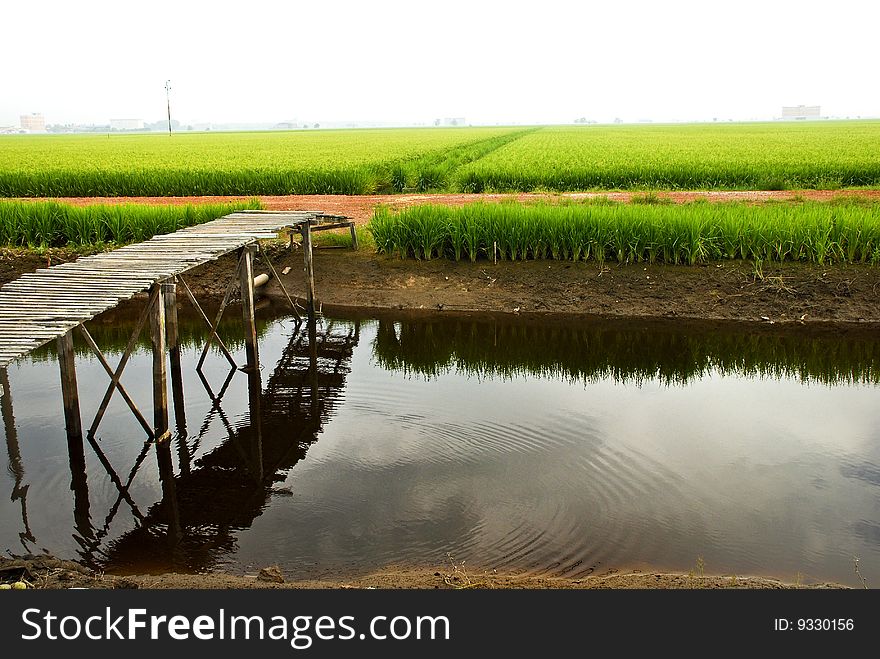 Isolated Bridge to across Paddy Field. Isolated Bridge to across Paddy Field