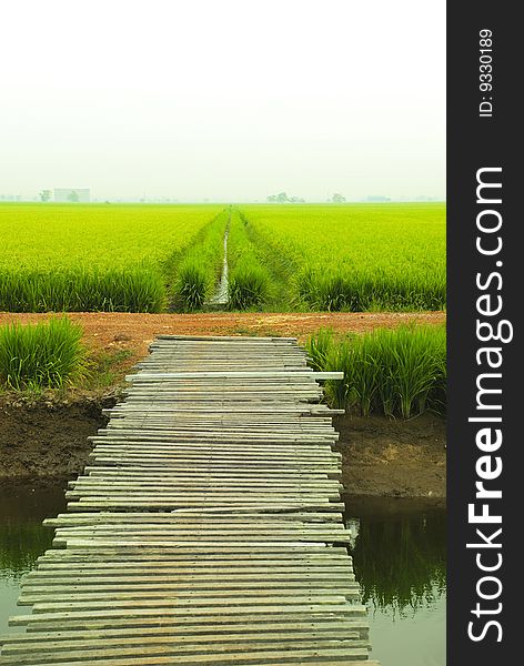 Isolated Bridge to across Paddy Field. Isolated Bridge to across Paddy Field