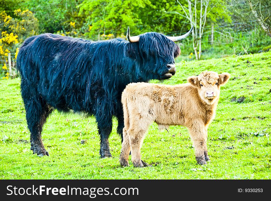 Highland cow with Calf in field with Midges all around. Highland cow with Calf in field with Midges all around