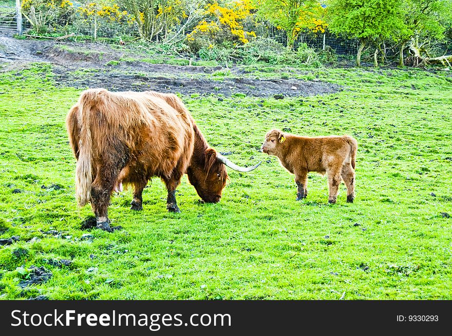 Highland cow with Calf in field with Midges all around. Highland cow with Calf in field with Midges all around