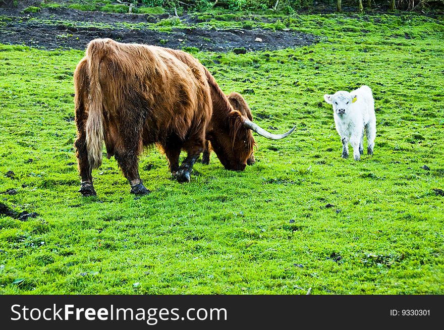 Highland cow with Calf in field with Midges all around white calf. Highland cow with Calf in field with Midges all around white calf