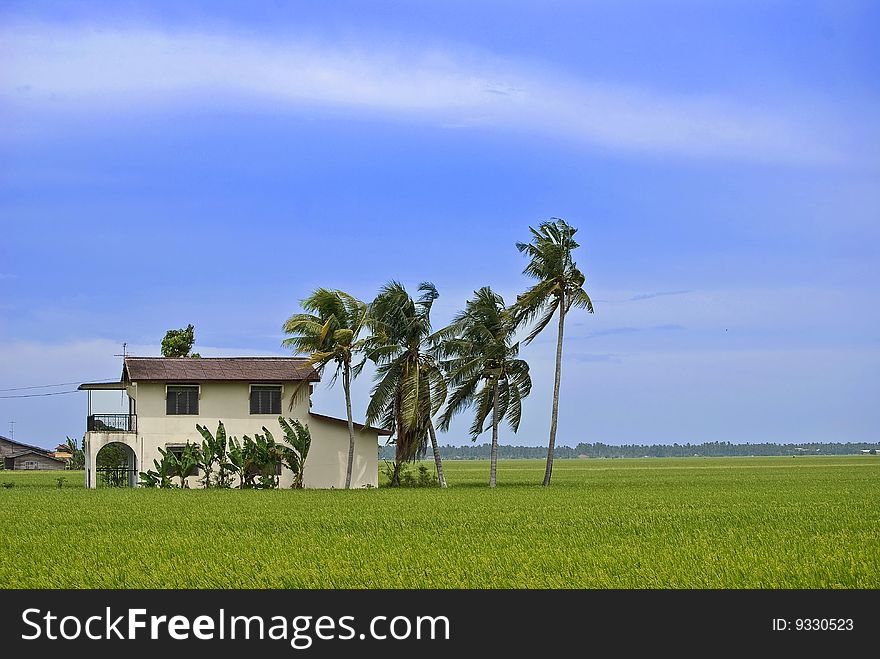 Isolated Paddy Field House