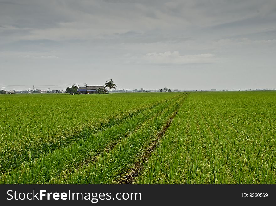 Paddy Field image capture at Sekinchan, Malaysia. Paddy Field image capture at Sekinchan, Malaysia