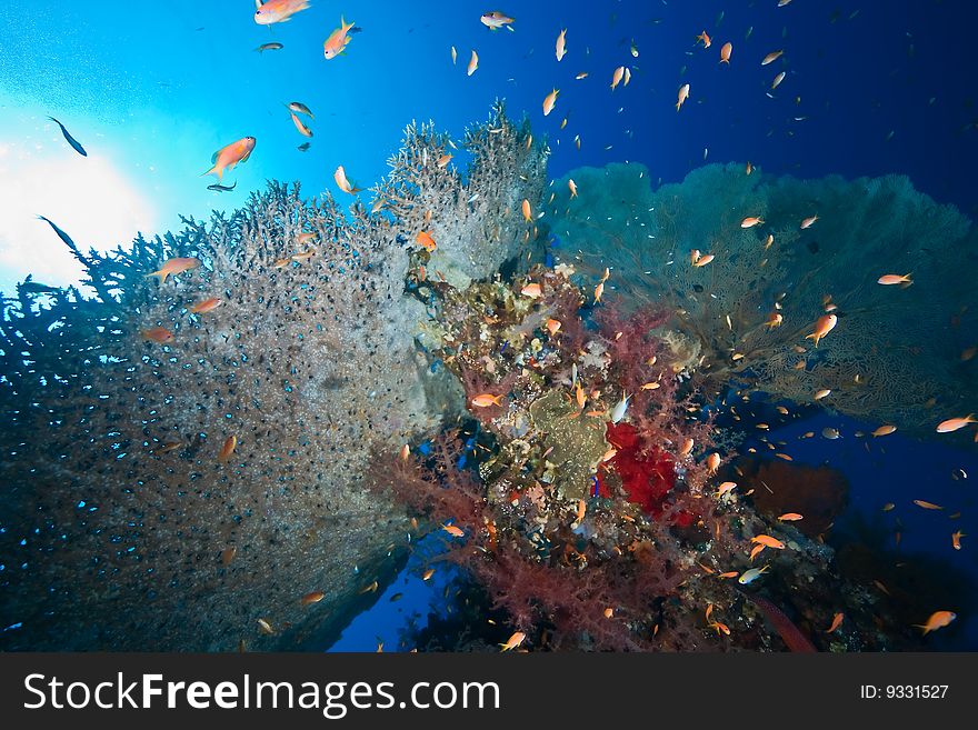 Coral and fish taken in the red sea.