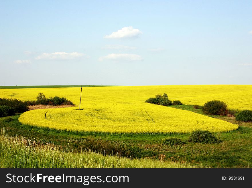 A boundless wheat field with a protrusive yellow islet on a background of the blue sky