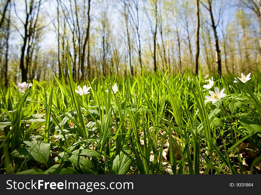 Wildflowers In Grove