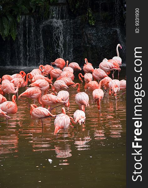 Group of red south african flamingo in wild pool. Group of red south african flamingo in wild pool