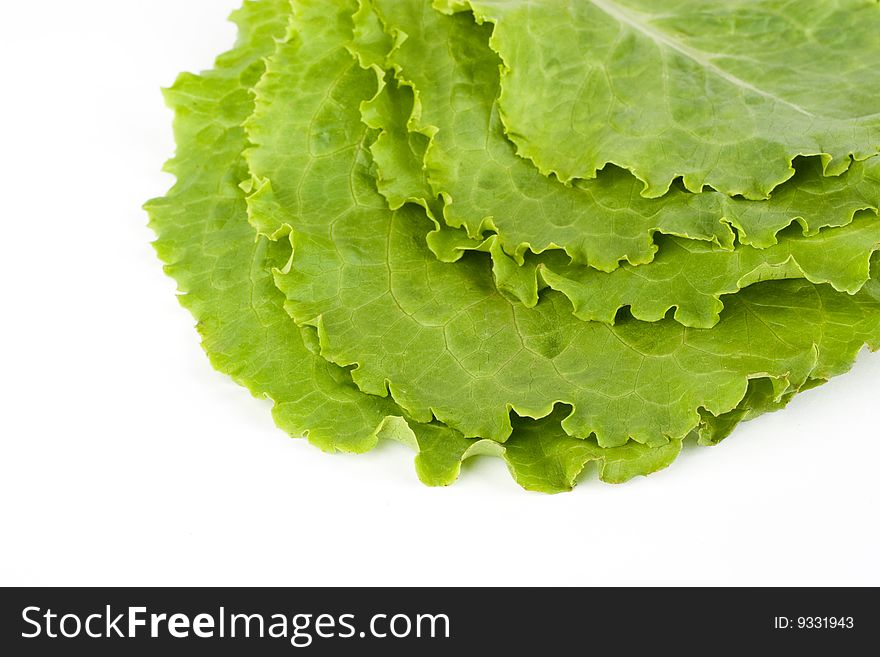 Green leaves of lettuce on the white background