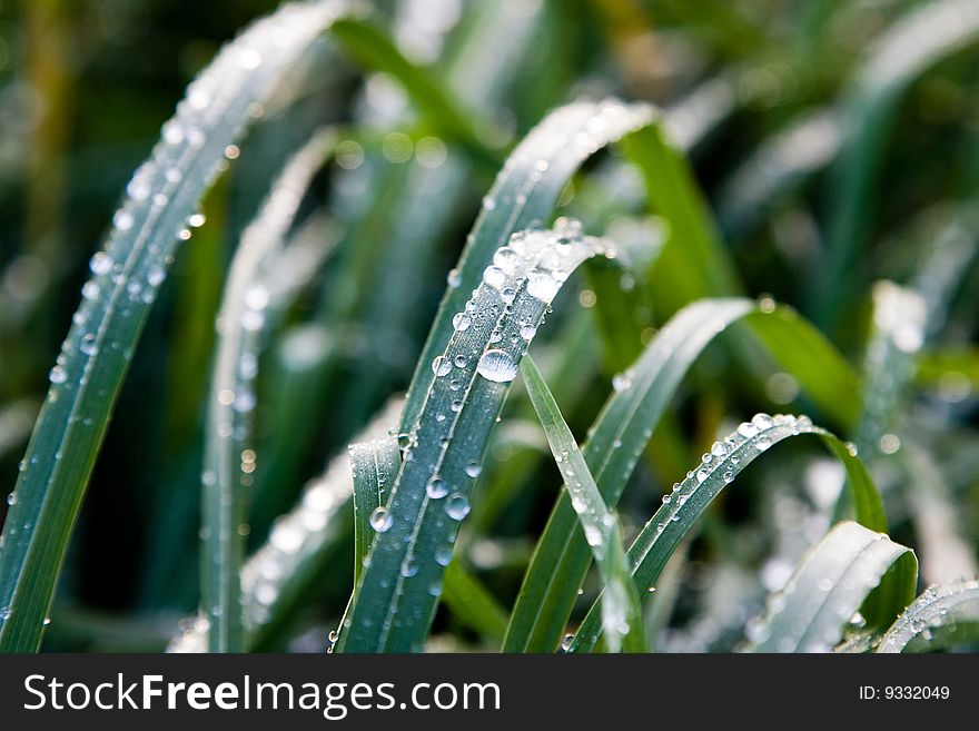 High green leaves of river grass wet with morning dew. High green leaves of river grass wet with morning dew