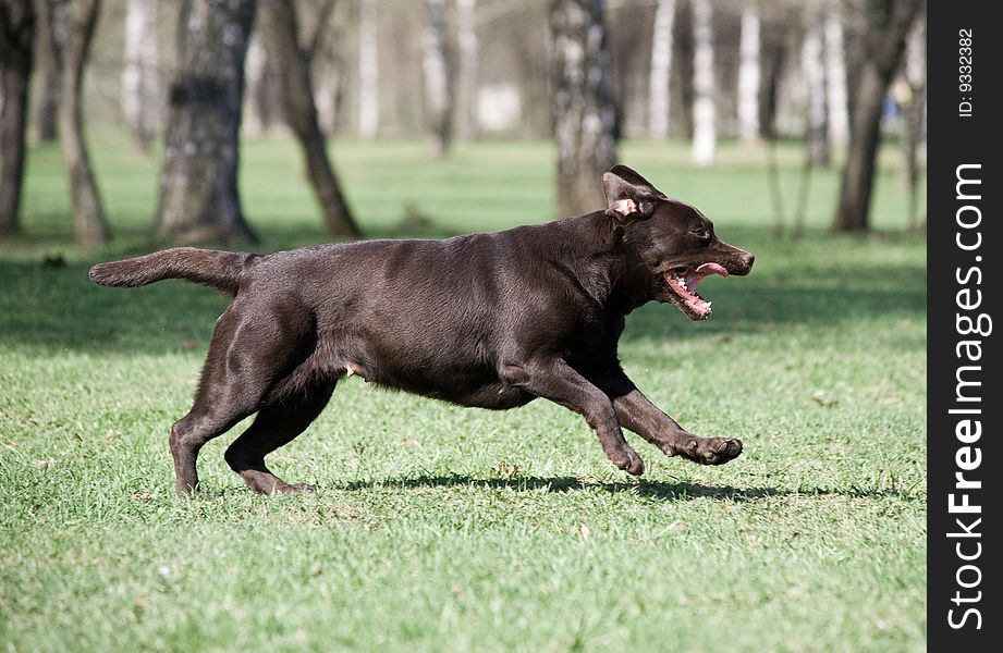 Brown labrador running on lawn. Brown labrador running on lawn