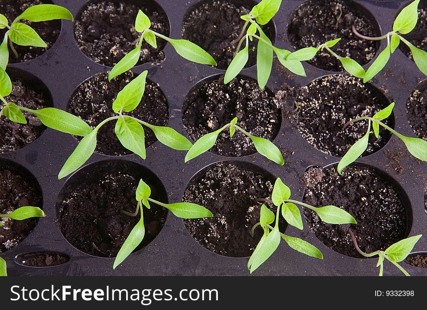 Pepper seedlings in small pots