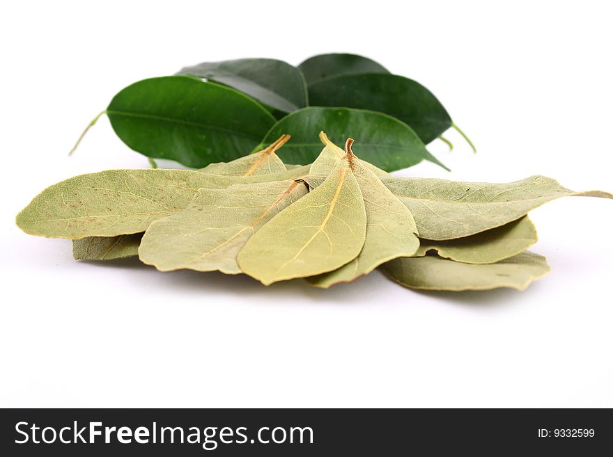 Lots of bay leaves on white background. Lots of bay leaves on white background