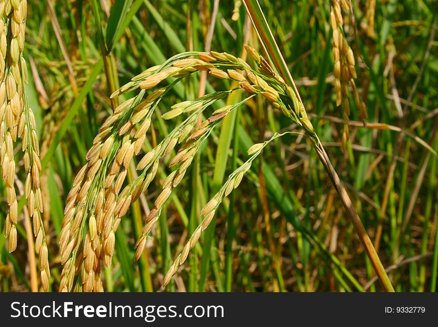 Rice Field