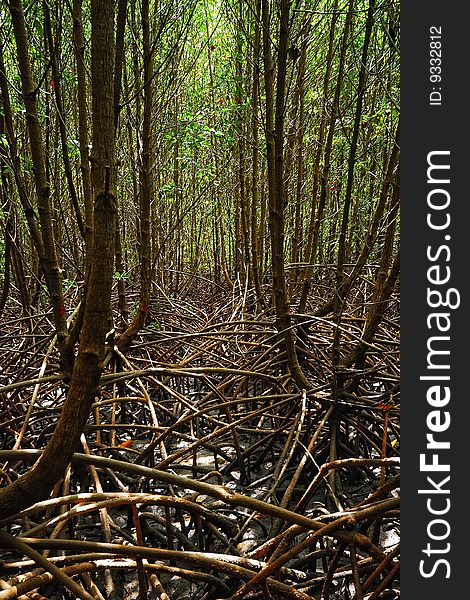The Mangrove Forest in Asia