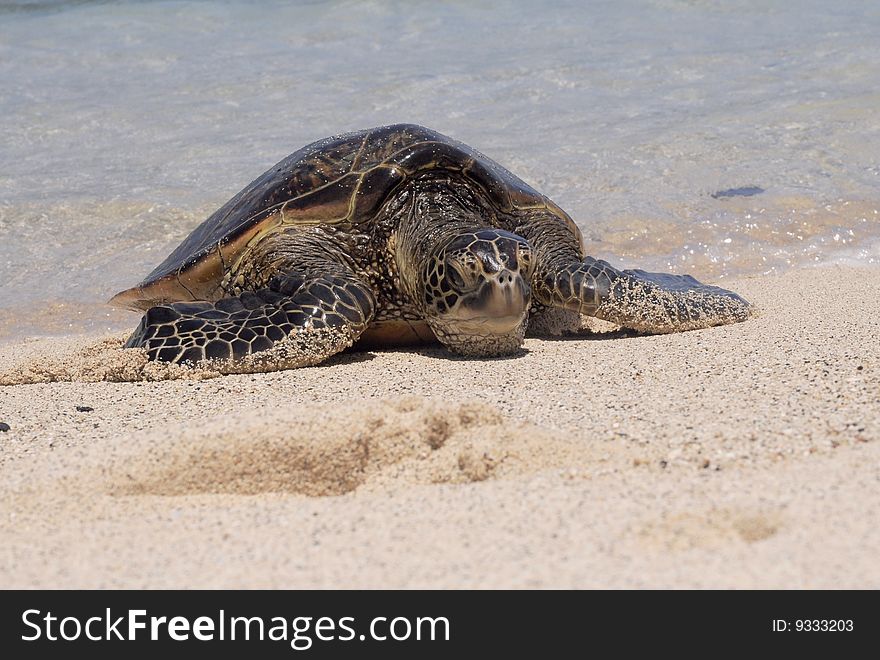 Close-up of a Hawaiian green sea turtle hanging out on the beach.
