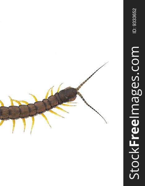 Centipede - Across