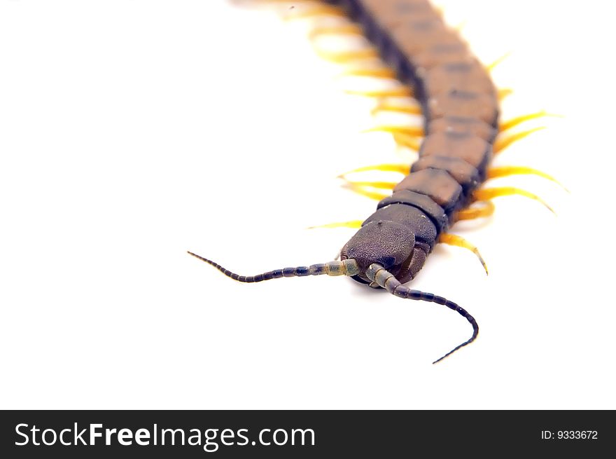 An isolated to white image of a Centipede. An isolated to white image of a Centipede