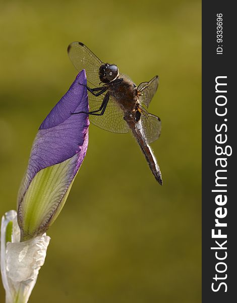 Violet Iris Flower with dragonfly in the spring