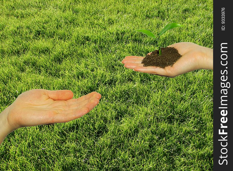 Green lawn and plant in hand. Green lawn and plant in hand
