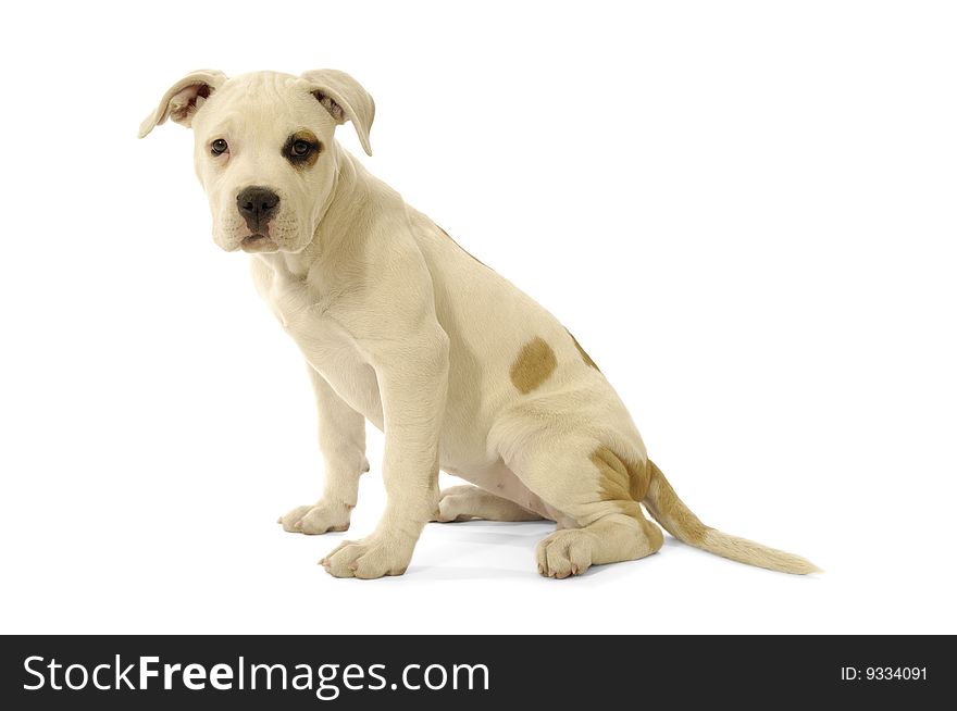 Sweet puppy is sitting in profile on a white background. Sweet puppy is sitting in profile on a white background.