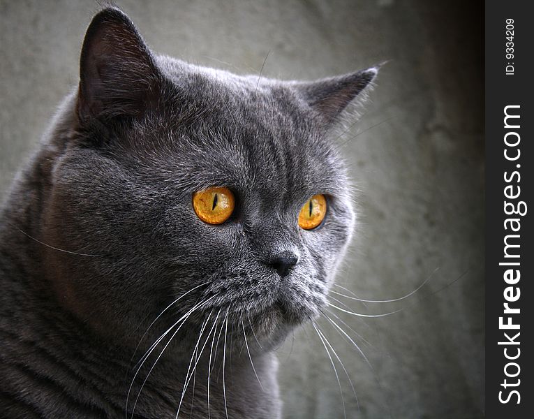 British Cat Portrait