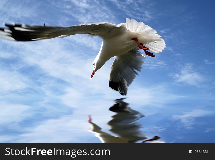 A sea gull flying over open water with full reflection. A sea gull flying over open water with full reflection.