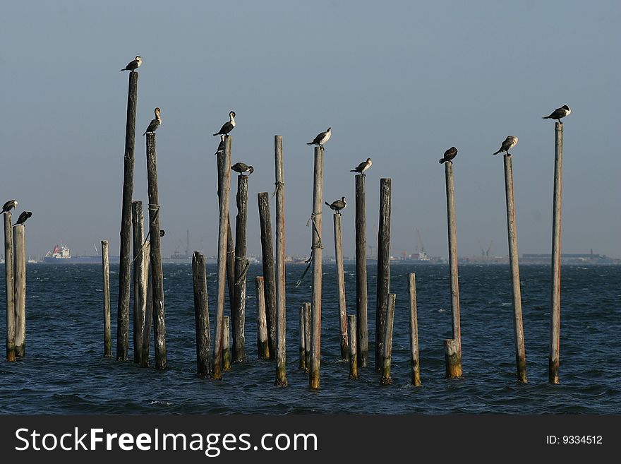 The resting place for birds in the sea. The resting place for birds in the sea