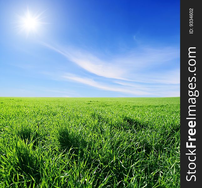 Field of green grass and blue sunny sky