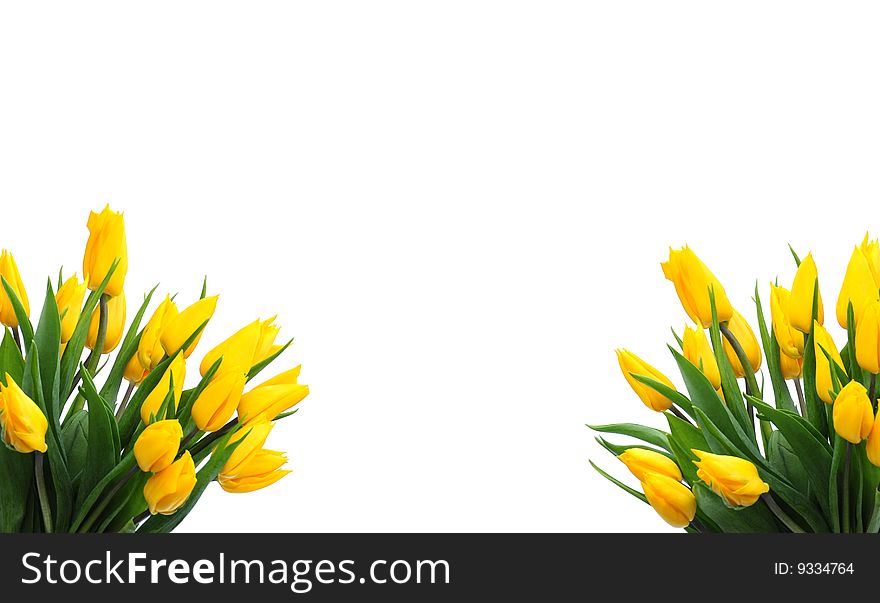 Shot of some pretty yellow tulips against white