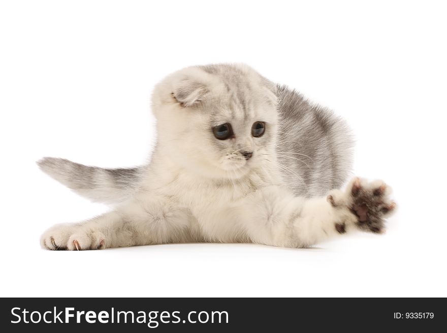 Funny silver scottish fold kitten playing. Funny silver scottish fold kitten playing