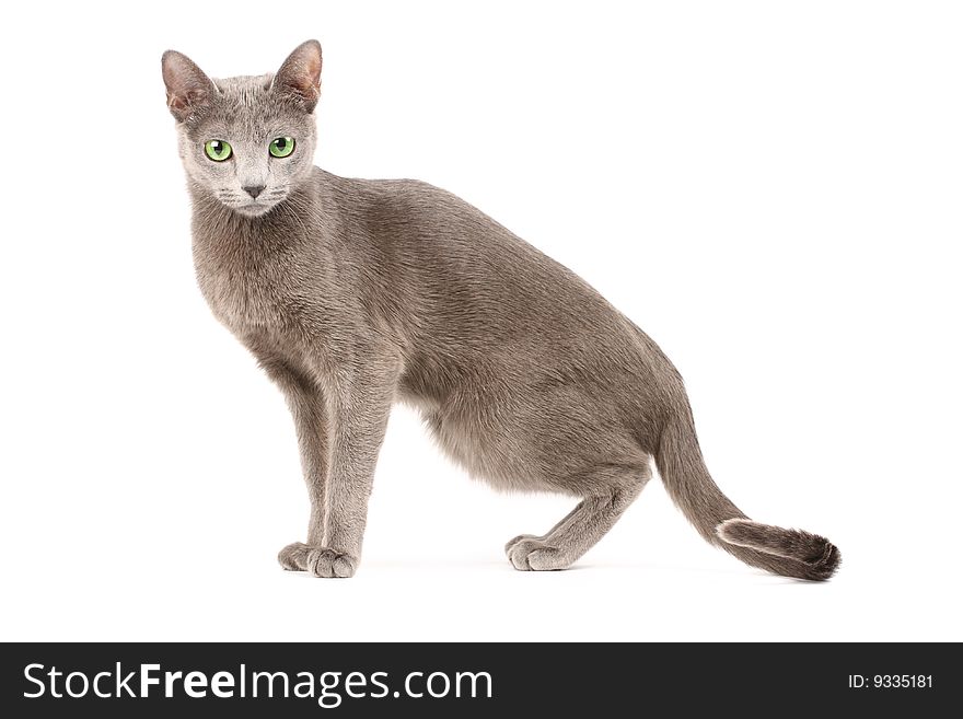 Portrait of a russian blue cat over white background