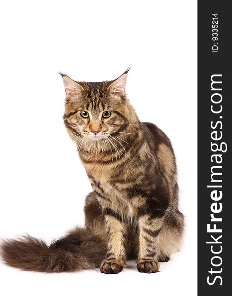 Maine-coon Cat