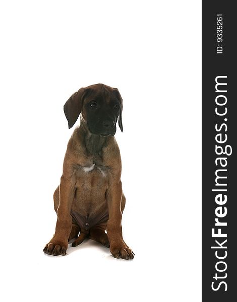 Brown puppy with black nose sitting on high key background. Brown puppy with black nose sitting on high key background