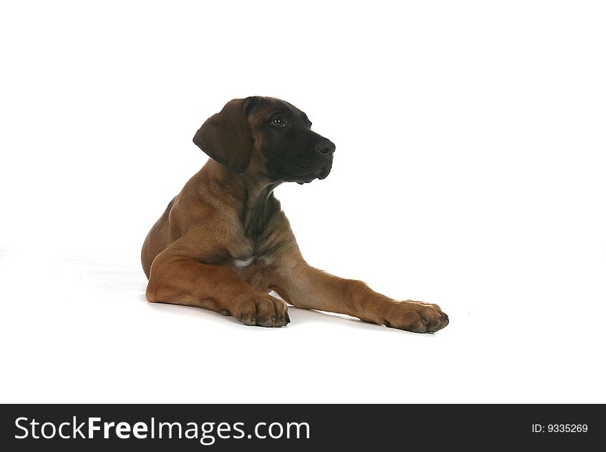 Rhodesian ridgeback puppy sitting with paw stretched out