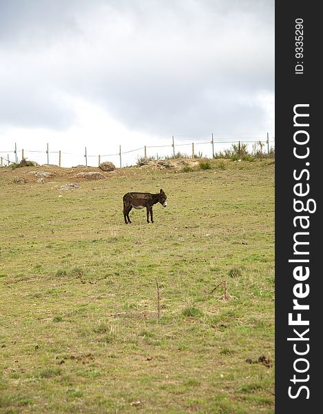 Lonely brown donkey on the grass at avila spain. Lonely brown donkey on the grass at avila spain