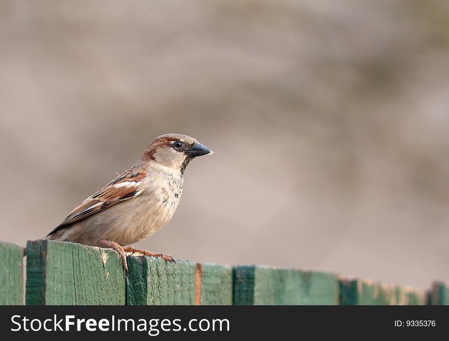 A House Sparrow perched on a timber fence.